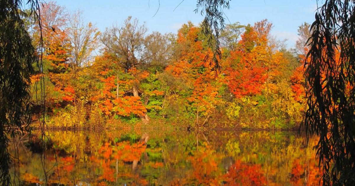 Dorchester Mill Pond Visit Middlesex